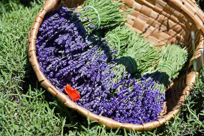 Lawendowe żniwa 2019, Fot. Marek Lasyk - zdjęcie 16