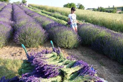 Lawendowe żniwa 2019, Fot. Marek Lasyk - zdjęcie 28