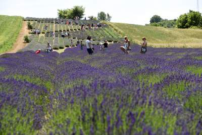 Lawendowe żniwa 2019, Fot. Marek Lasyk - zdjęcie 4