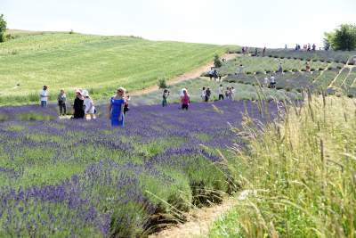 Lawendowe żniwa 2019, Fot. Marek Lasyk - zdjęcie 2