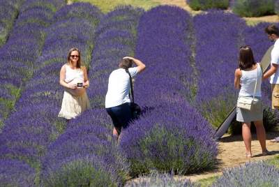 Lawendowe żniwa 2019, Fot. Marek Lasyk - zdjęcie 22