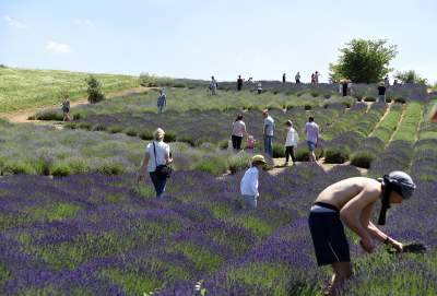 Lawendowe żniwa 2019, Fot. Marek Lasyk - zdjęcie 18