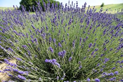 Lawendowe żniwa 2019, Fot. Marek Lasyk - zdjęcie 5