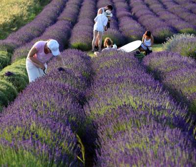 Lawendowe żniwa 2019, Fot. Marek Lasyk - zdjęcie 25