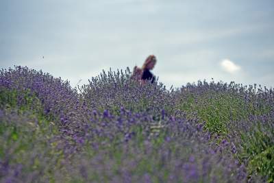 Lawendowe żniwa 2019, Fot. Marek Lasyk - zdjęcie 12