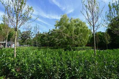 Cudowny ogród w centrum Krakowa, tu kobiety są najważniejsze - zdjęcie 2