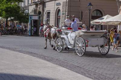 Upał w mieście: tylko koni, tylko koni żal... - zdjęcie 3