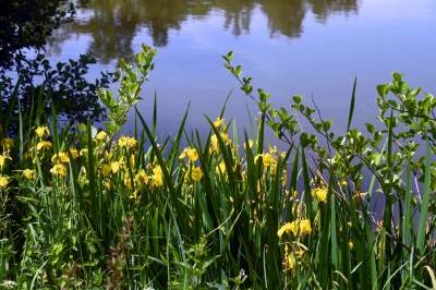 Cudowny park rzeczny w Krakowie. Krakowianie już pokochali to miejsce - zdjęcie 3