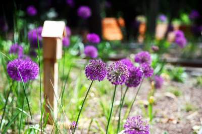 Cudowny park rzeczny w Krakowie. Krakowianie już pokochali to miejsce - zdjęcie 39