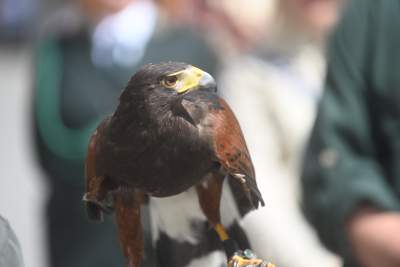 Procesja Bożego Ciała w Krakowie, gdy sacrum spotyka się z profanum - zdjęcie 8