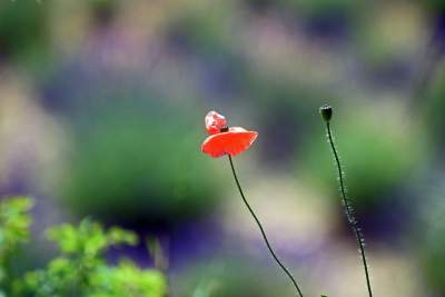 Zakwitły lawendowe pola pod Krakowem. Takie widoki do końca czerwca - zdjęcie 21