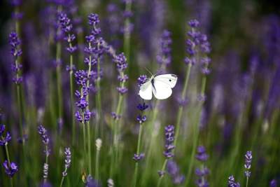 Zakwitły lawendowe pola pod Krakowem. Takie widoki do końca czerwca - zdjęcie 28