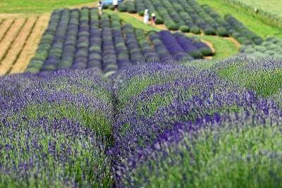 Zakwitły lawendowe pola pod Krakowem. Takie widoki do końca czerwca - zdjęcie 24
