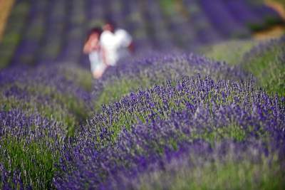 Zakwitły lawendowe pola pod Krakowem. Takie widoki do końca czerwca - zdjęcie 8