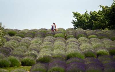 Zakwitły lawendowe pola pod Krakowem. Takie widoki do końca czerwca - zdjęcie 10
