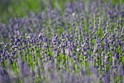 Zakwitły lawendowe pola pod Krakowem. Takie widoki do końca czerwca - zdjęcie 31