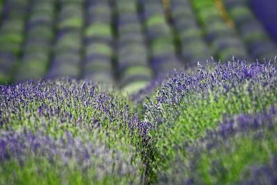 Zakwitły lawendowe pola pod Krakowem. Takie widoki do końca czerwca - zdjęcie 23