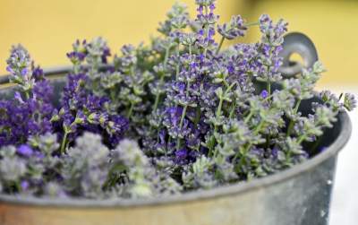 Zakwitły lawendowe pola pod Krakowem. Takie widoki do końca czerwca - zdjęcie 36