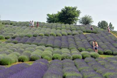 Zakwitły lawendowe pola pod Krakowem. Takie widoki do końca czerwca - zdjęcie 34