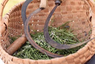 Zakwitły lawendowe pola pod Krakowem. Takie widoki do końca czerwca - zdjęcie 37