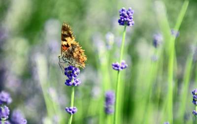 Zakwitły lawendowe pola pod Krakowem. Takie widoki do końca czerwca - zdjęcie 13