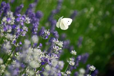 Zakwitły lawendowe pola pod Krakowem. Takie widoki do końca czerwca - zdjęcie 29