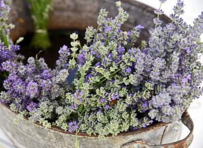 Zakwitły lawendowe pola pod Krakowem. Takie widoki do końca czerwca - zdjęcie 1