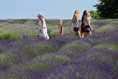 Zakwitły lawendowe pola pod Krakowem. Takie widoki do końca czerwca - zdjęcie 16