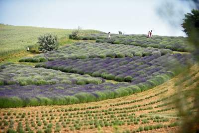 Zakwitły lawendowe pola pod Krakowem. Takie widoki do końca czerwca - zdjęcie 40