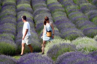 Zakwitły lawendowe pola pod Krakowem. Takie widoki do końca czerwca - zdjęcie 30