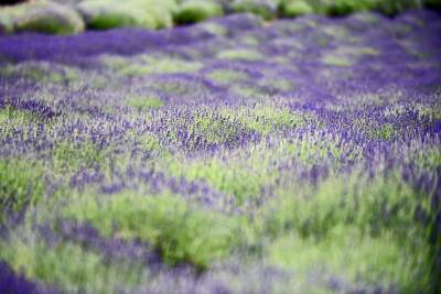 Zakwitły lawendowe pola pod Krakowem. Takie widoki do końca czerwca - zdjęcie 3