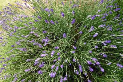 Zakwitły lawendowe pola pod Krakowem. Takie widoki do końca czerwca - zdjęcie 26