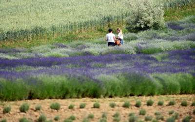 Zakwitły lawendowe pola pod Krakowem. Takie widoki do końca czerwca - zdjęcie 2