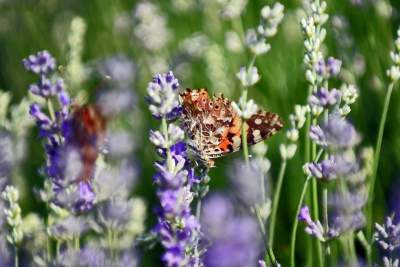 Zakwitły lawendowe pola pod Krakowem. Takie widoki do końca czerwca - zdjęcie 12