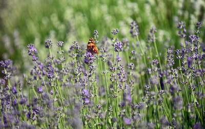 Zakwitły lawendowe pola pod Krakowem. Takie widoki do końca czerwca - zdjęcie 18