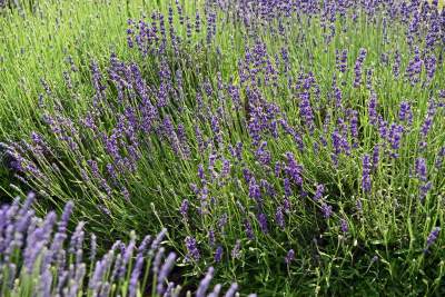 Zakwitły lawendowe pola pod Krakowem. Takie widoki do końca czerwca - zdjęcie 6