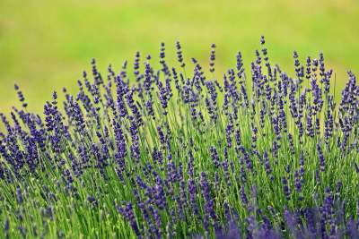 Zakwitły lawendowe pola pod Krakowem. Takie widoki do końca czerwca - zdjęcie 35