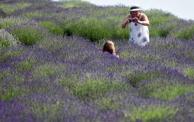 Zakwitły lawendowe pola pod Krakowem. Takie widoki do końca czerwca - zdjęcie 15
