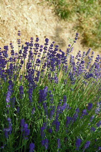 Zakwitły lawendowe pola pod Krakowem. Takie widoki do końca czerwca - zdjęcie 25