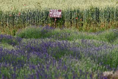 Zakwitły lawendowe pola pod Krakowem. Takie widoki do końca czerwca - zdjęcie 33
