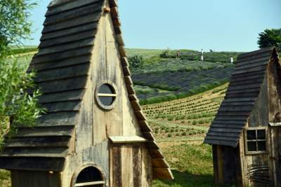 Zakwitły lawendowe pola pod Krakowem. Takie widoki do końca czerwca - zdjęcie 39