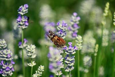 Zakwitły lawendowe pola pod Krakowem. Takie widoki do końca czerwca - zdjęcie 32