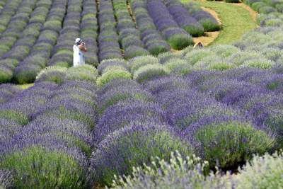 Zakwitły lawendowe pola pod Krakowem. Takie widoki do końca czerwca - zdjęcie 19