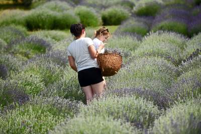Zakwitły lawendowe pola pod Krakowem. Takie widoki do końca czerwca - zdjęcie 11