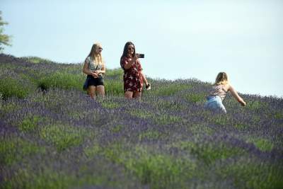 Zakwitły lawendowe pola pod Krakowem. Takie widoki do końca czerwca - zdjęcie 17