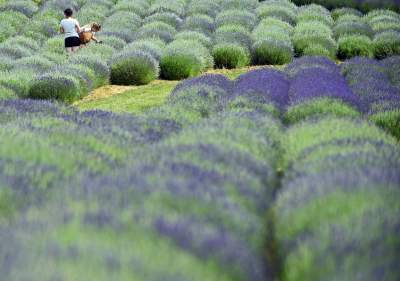 Zakwitły lawendowe pola pod Krakowem. Takie widoki do końca czerwca - zdjęcie 4