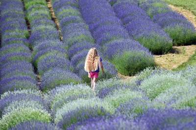 Zakwitły lawendowe pola pod Krakowem. Takie widoki do końca czerwca - zdjęcie 22