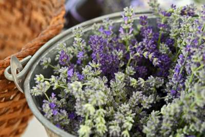 Zakwitły lawendowe pola pod Krakowem. Takie widoki do końca czerwca - zdjęcie 38