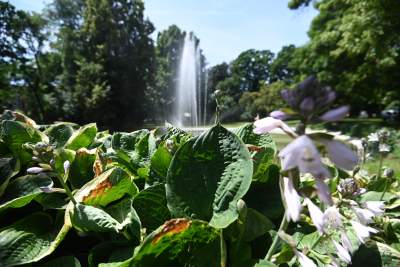 Czekaliśmy na to dwa lata, charakterystyczna fontanna naprawiona - zdjęcie 7