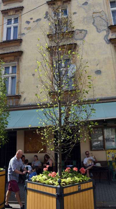 Drzewka usychają, bo turyści podlewają je drinkami? - zdjęcie 1